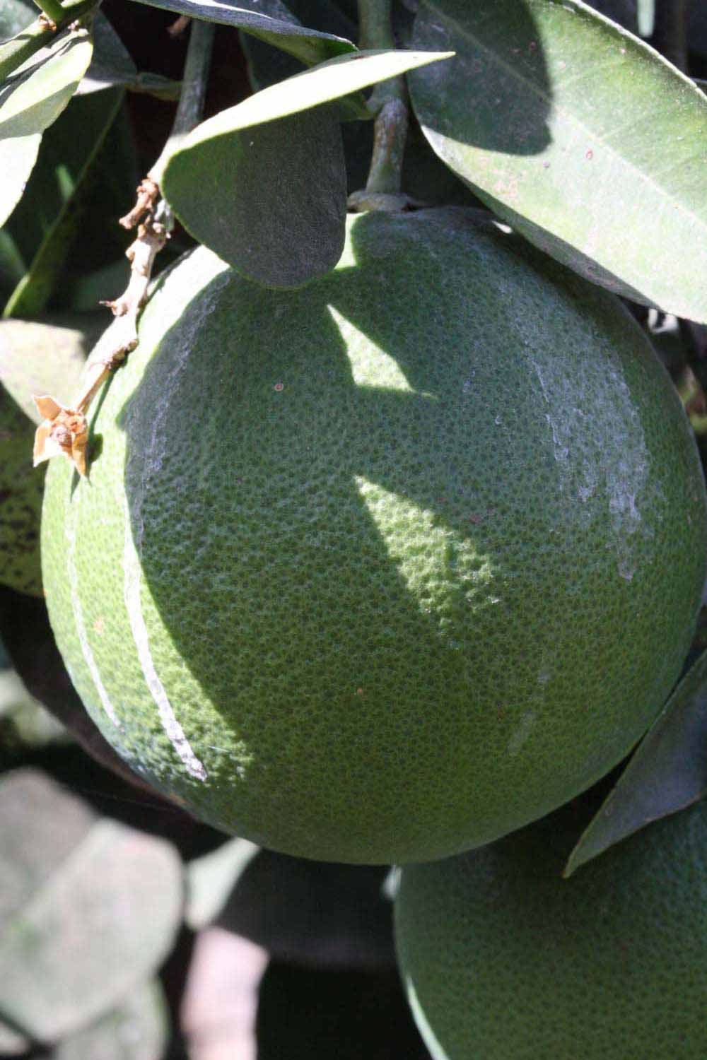            Immature fruit (Riverside, CA)   